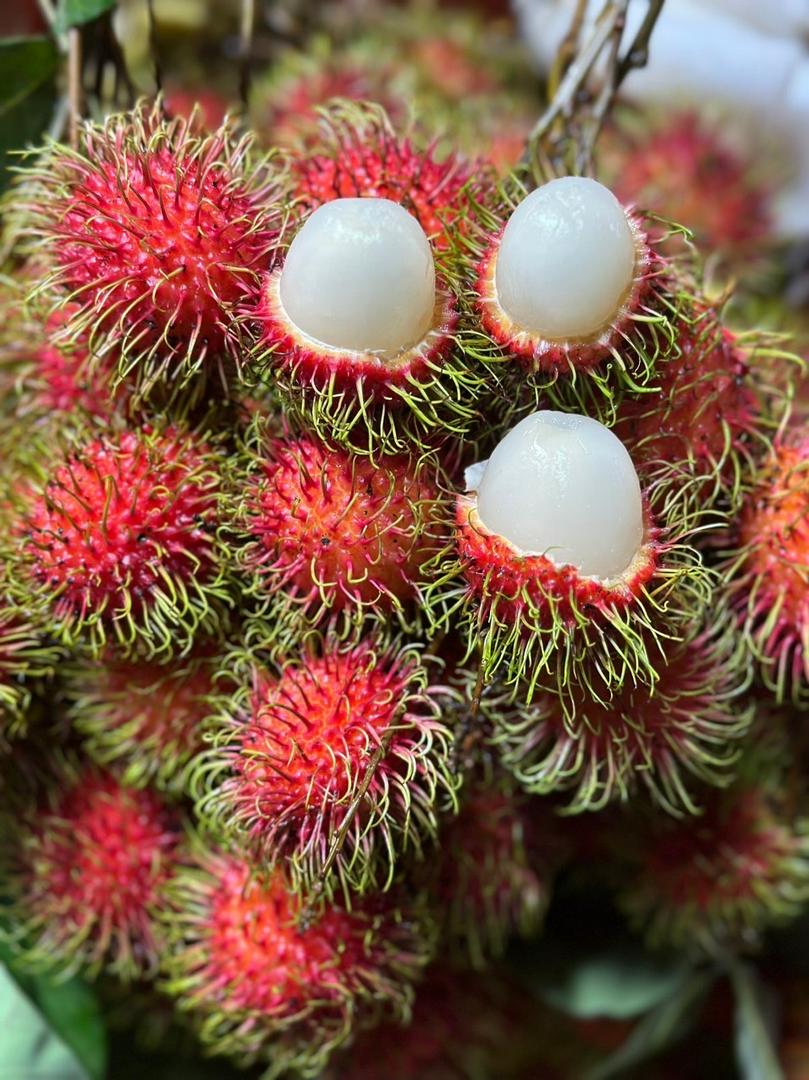 chom-chom-thai-size-vip