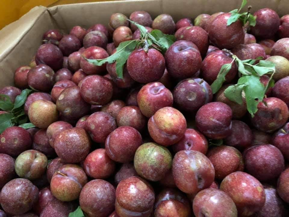 man-hau-au-mua-450g-muoi