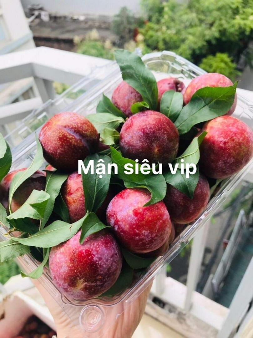 man-hau-moc-chau-size-sieu-vip