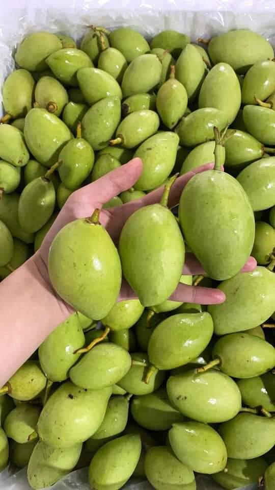 xoai-non-nguyen-qua-500gr