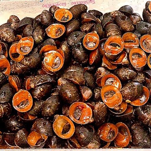 oc-dua-size-trung-xao-bo-cay