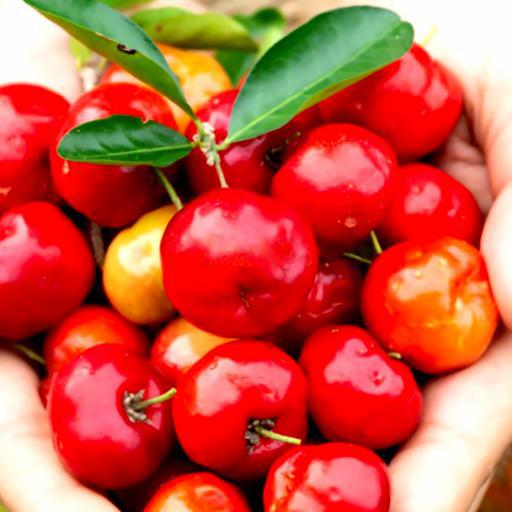 nuoc-ep-sori-size-lon