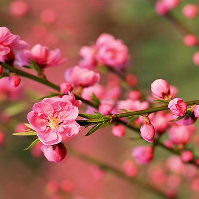 cha-bo-tuoi-ngon-b-500gram