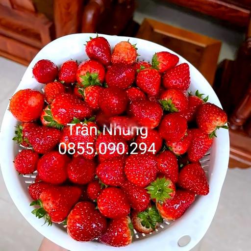 tra-dau-tac-tien-tien-700ml