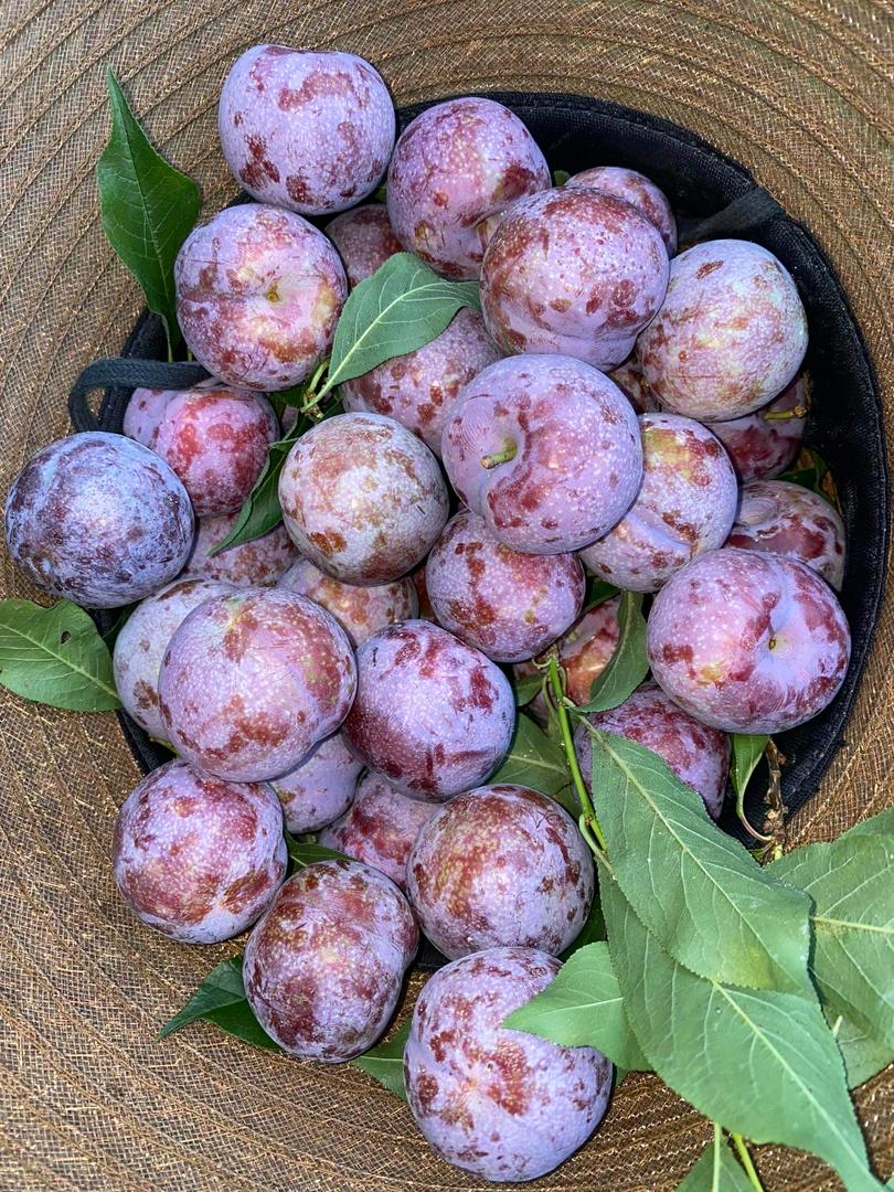 man-vip-sieu-gion-ngon-ngot