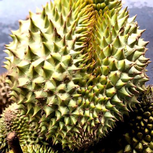 sau-rieng-ri6-va-thai-1kg