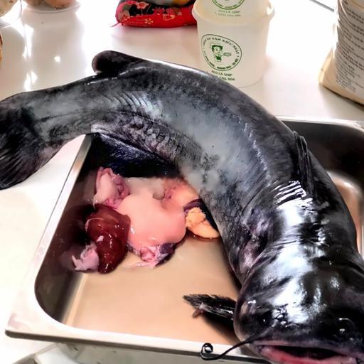 cha-ca-lang-hap-dua-xiem