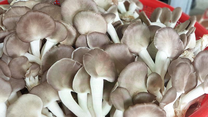 nam-them-kim-cham-bao-ngu