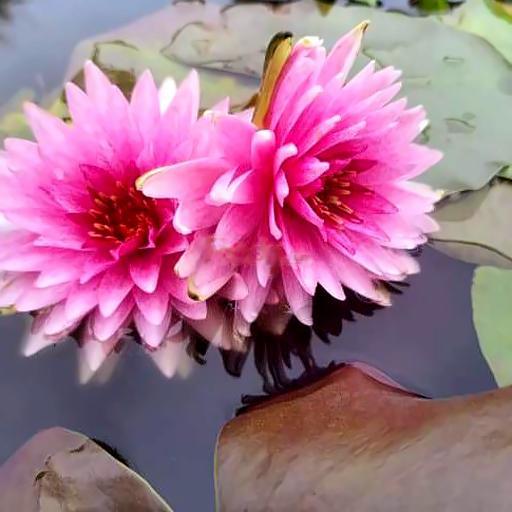 banh-trang-tat-2-_10bich