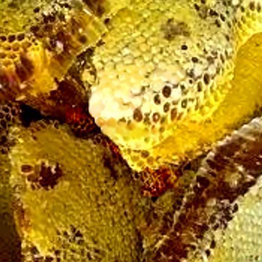 mat-ong-khoai-rung-1kg