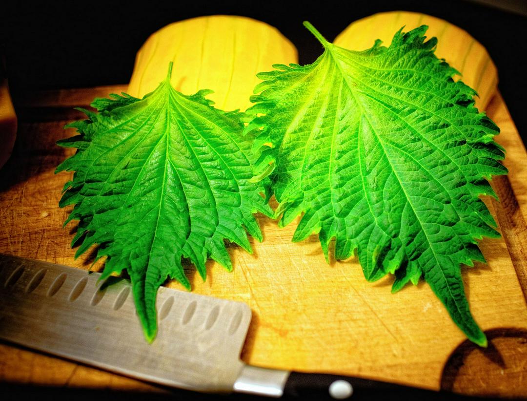shiso-tia-to-nhat