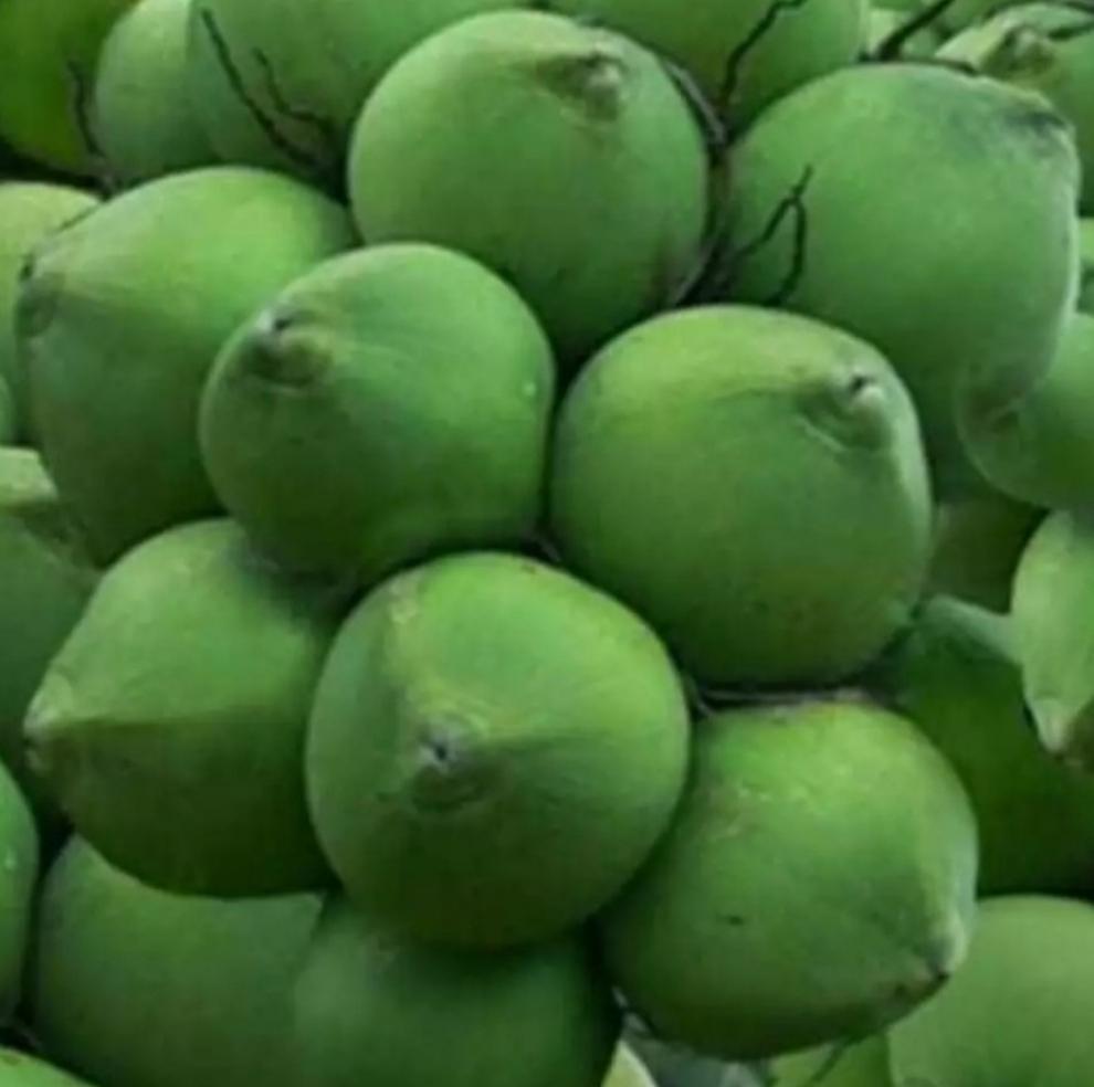 dua-dua-thai-trai-lon