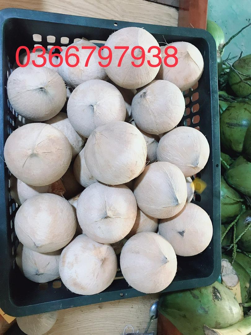 dua-xiem-got-xuat-l2