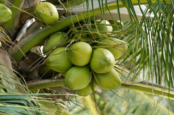 dua-xiem-nguyen-trai-l1