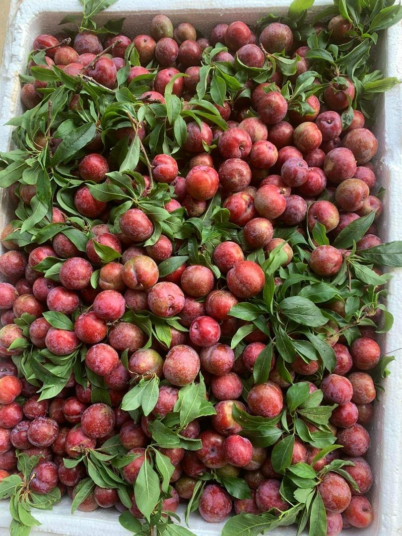 man-hau-moc-chau-hang-chon-hop-vua