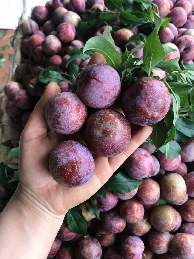 man-hau-moc-chau-size-vip-1kg