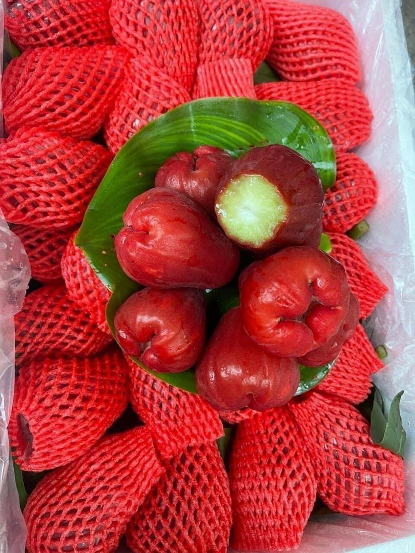 roi-o-an-phuoc-size-vip-0-5kg