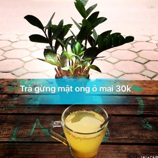 tra-gung-mat-ong-o-mai