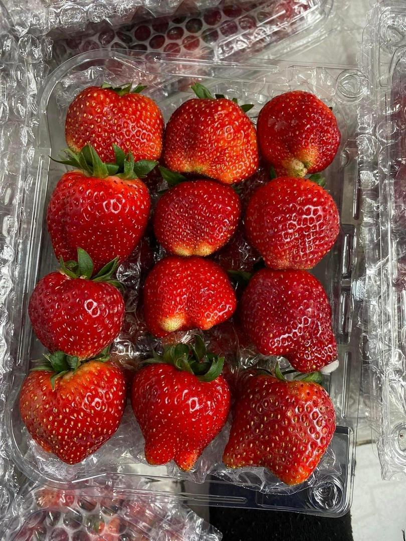 dau-tay-hana-moc-chau-son-la-ngot-thom