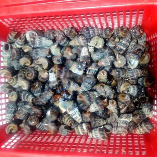 oc-len-sot-pho-mai-trung-muoi