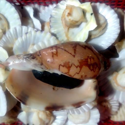 oc-giac-nuong-muoi-ot