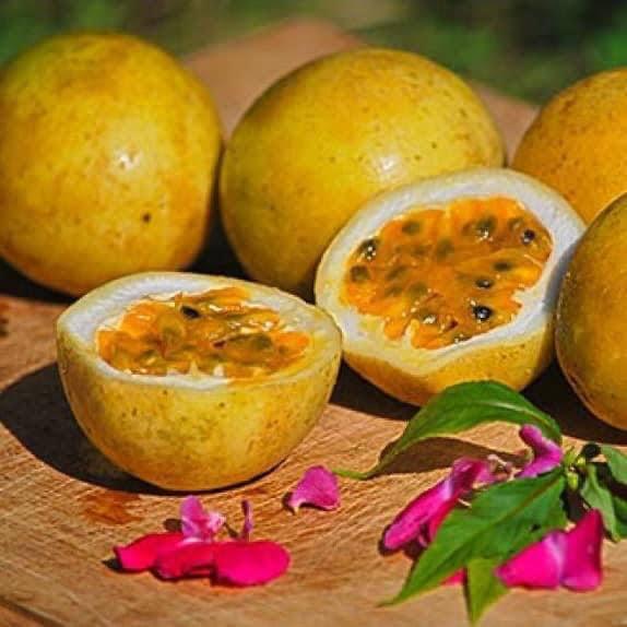 chanh-day-ly-khong-lo