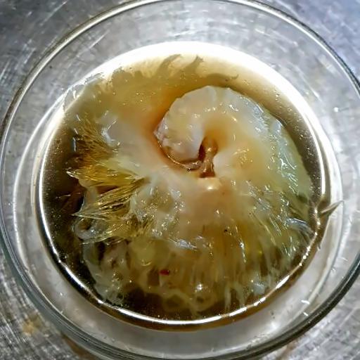 canh-vi-ca