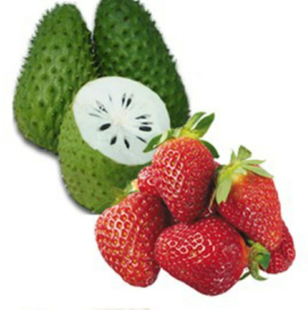 sinh-to-dau-tay-mang-cau