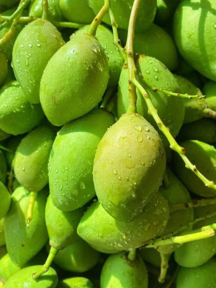 xoai-bao-tu-nguyen-qua-1kg