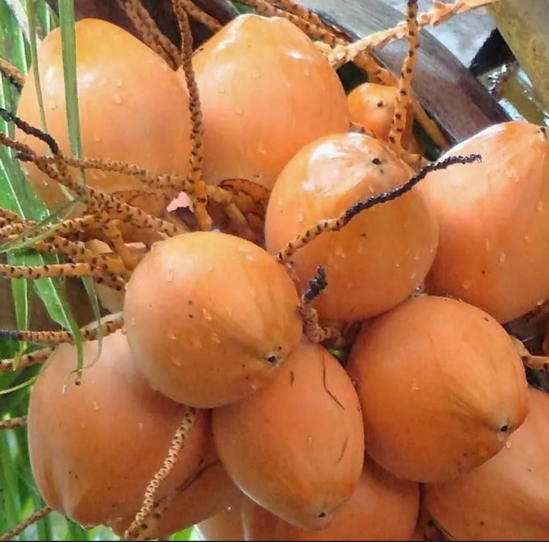 dua-xiem-malaysia-nguyen-trai