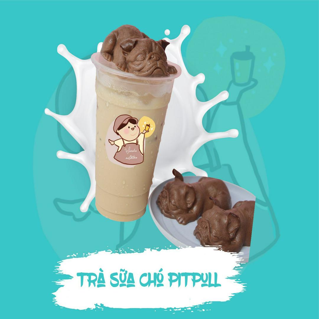 tra-sua-cho-pitpull