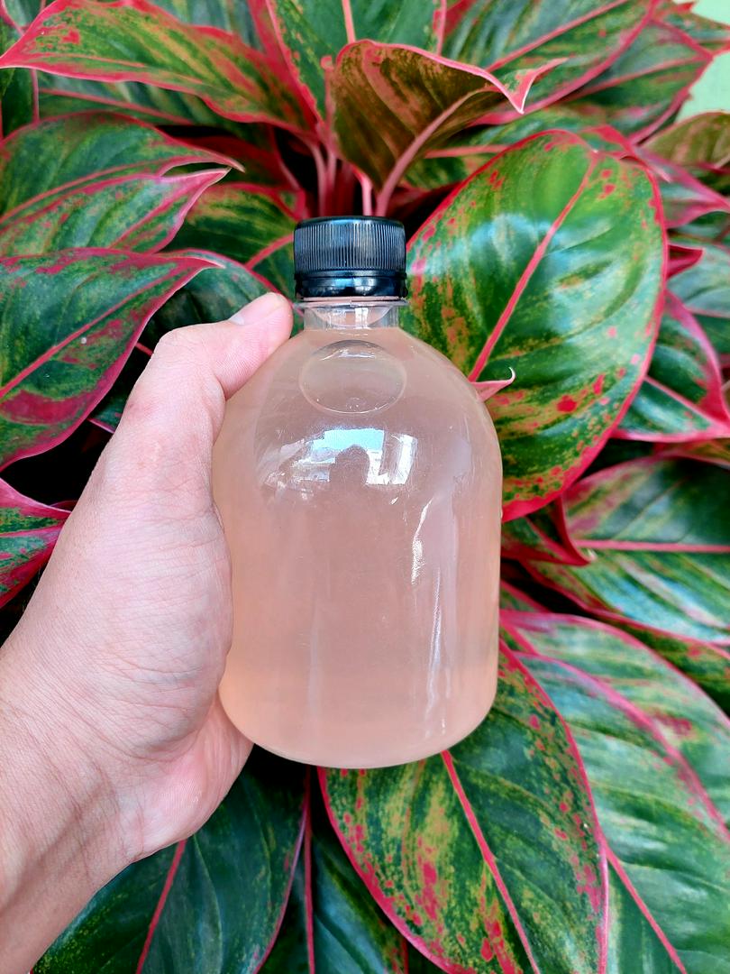 detox-chanh-sa-gung-500ml