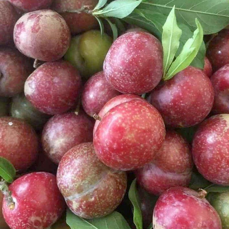 man-ha-noi-400gr-muoi