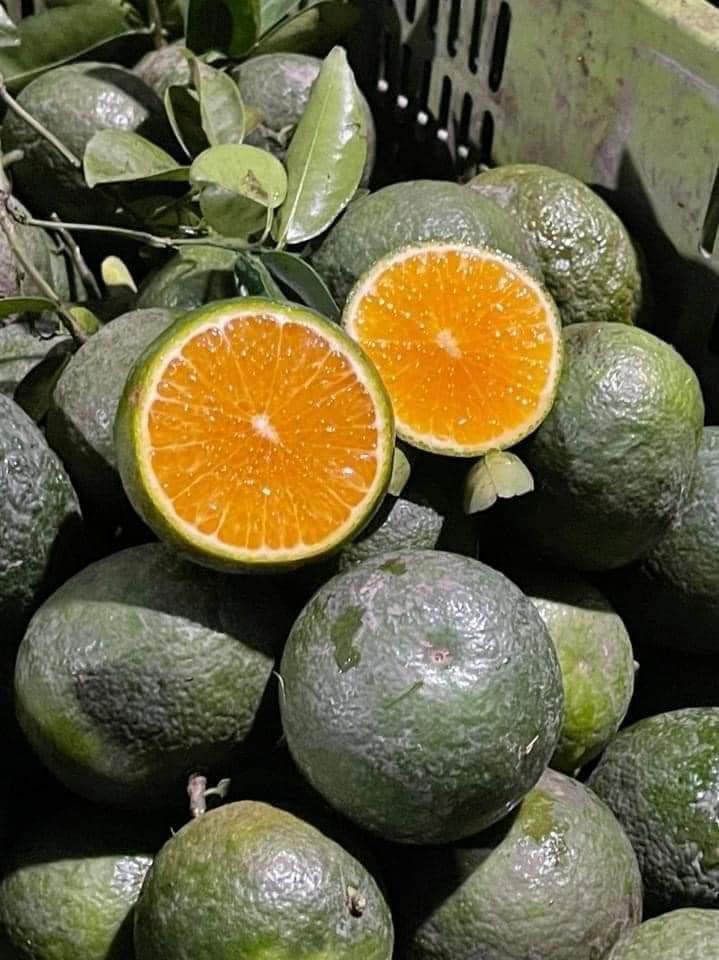 nuoc-ep-cam-mix-quyt