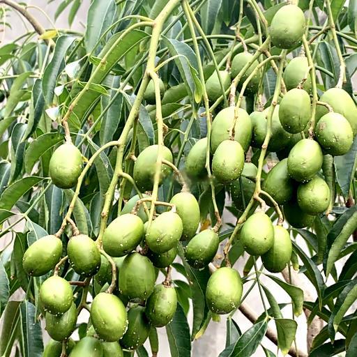 ep-coc-chai-nguyen-chat-khong-uong-khong-a