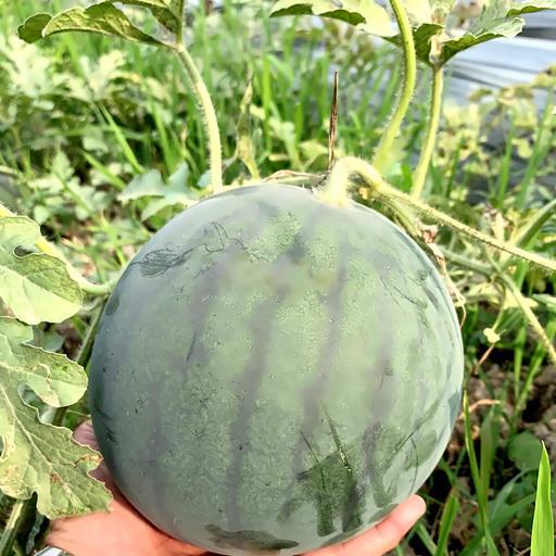 ep-dua-hau-chai-nguyen-chat-khong-uong-khong-a