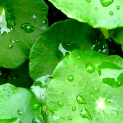 nuoc-rau-ma-chai-nguyen-chat-khong-uong-khong-a