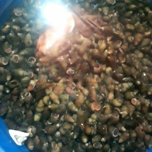 oc-van-luoc-nuoc-mam