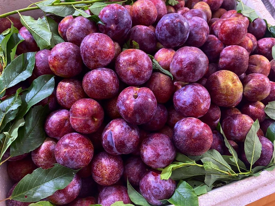 man-phunhi-ngon-ngot