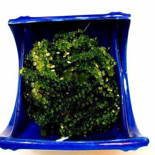 sl11-umibudo-rong-nho-seagrapes