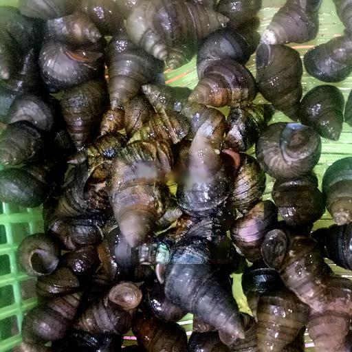 oc-nho-luoc-hap-sa-1-ia