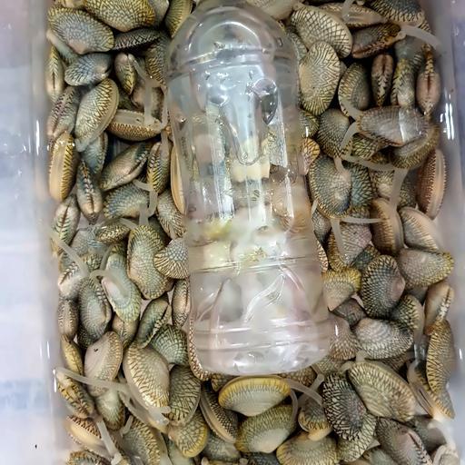 ngao-hoa-hap-sa-dua-1-ia