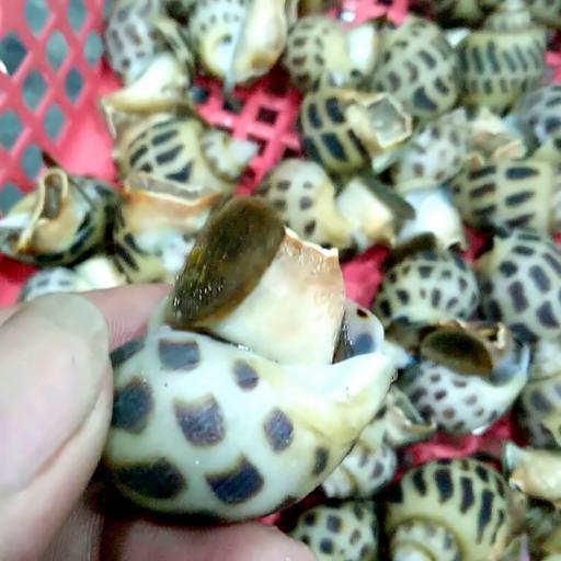 oc-huong-hap-lon-1-ia