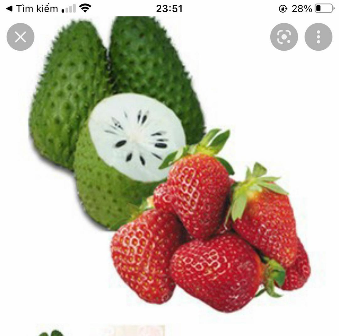 sinh-to-mang-cau-dau