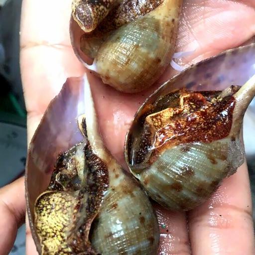 oc-muong-nuong-muoi-ot