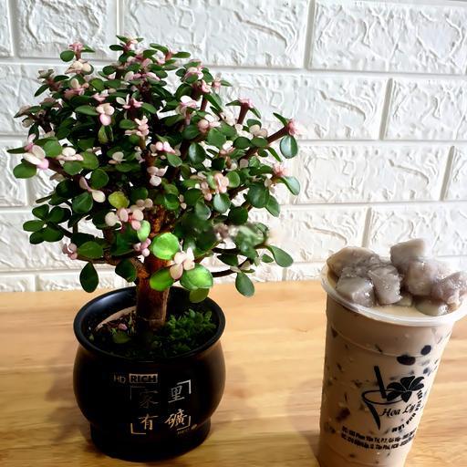 tra-sua-thach-khoai-mon