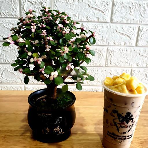 tra-sua-khuc-bach-pudding