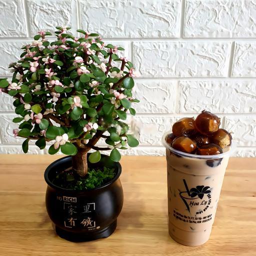 tra-sua-thach-plan-rau-cau