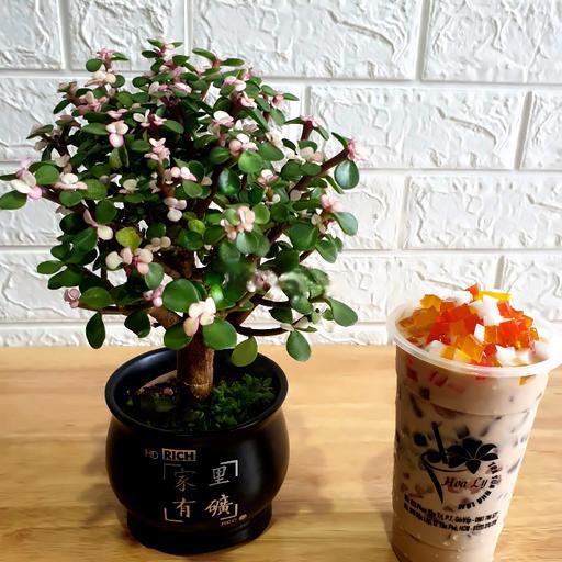 tra-sua-thach-trai-cay