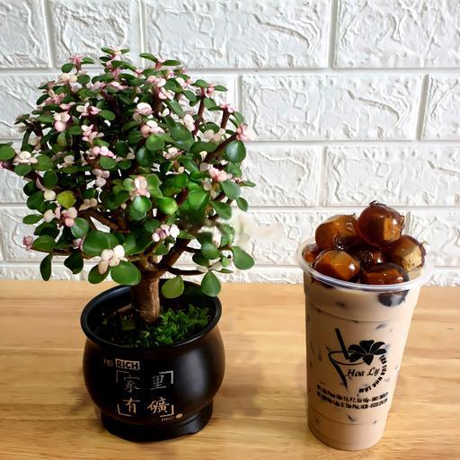 tra-sua-flan-rau-cau